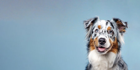 Happy Australian shepherd dog with blue eyes and multicolored fur against soft blue background in studio portrait by Generative AIの素材