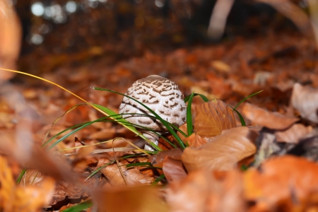 Autumn mushrooms in the forestの写真素材