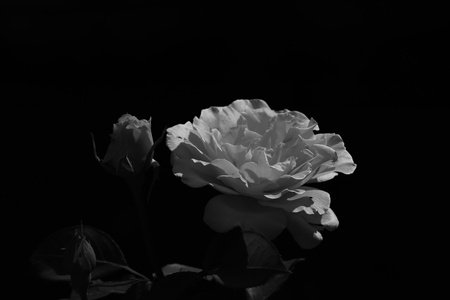 Black and white roses の写真素材