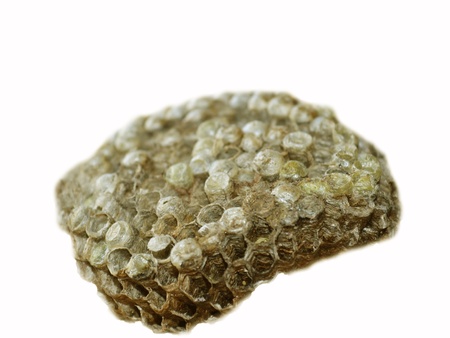 Honeycombの写真素材