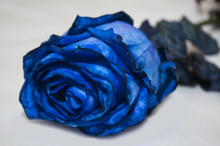 Blue rose isolated on white backgroundの写真素材