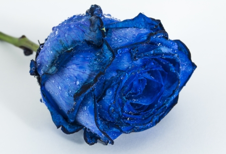 Blue rose with water drops on petalsの写真素材