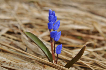 Spring blue flowersの写真素材