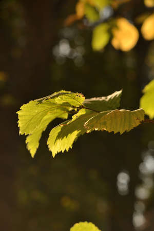 Macro with yellowing autumn leaves in sunlightの写真素材