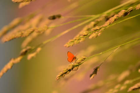 Blurred summer warm vegetable background with butterflyの写真素材
