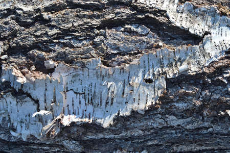 Rough rough uneven natural texture of tree bark, birch, macro