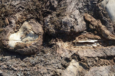The texture of the natural dirty old rough wood with bumps, moves, turf