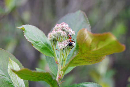 Spring tree buds and early green leaves with the ant inside the bud, macro.