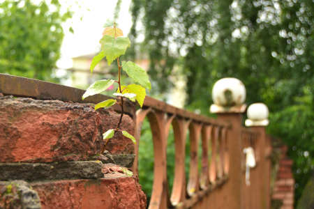 A small sapling tree grows on an old stone fence post in the cityscape.の写真素材