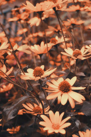 Soft focus artistic image of pink large garden flowers on a blurred background.の写真素材