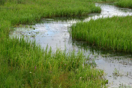 A narrow, winding stream in a swampy area of the coastal area, overgrown with green algae and tall...