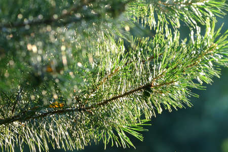 Pine branch with needles in sunbeams with bokeh on blurred green nature background.