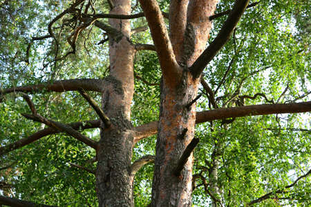 Close up view of textured pine tree in forest with copy space.