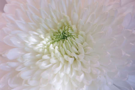 White chrysanthemum flower close up.の写真素材