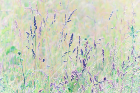 Summer background of flowering meadow plants on a natural background with soft selective focus.の写真素材