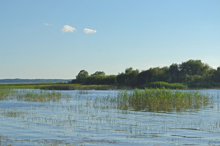 Summer landscape on the reservoir with green aquatic vegetation, beautiful blue sky and green forest...