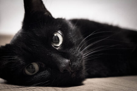Black cat lying on the floorの写真素材