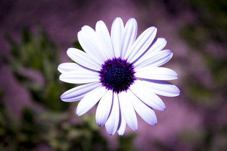 White Daisy on nature background.の写真素材
