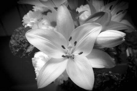 Lily on black background with various flowers black and white.の写真素材