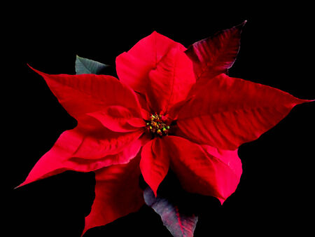 Close up of poinsettia red flowers.の写真素材