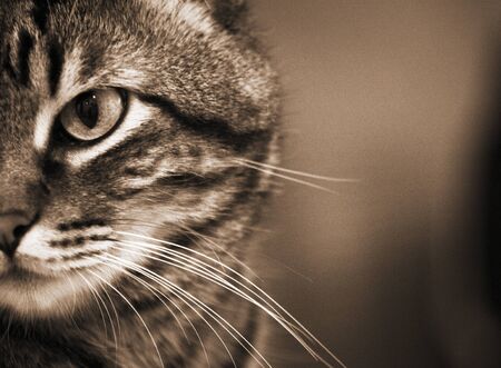 Domestic animals. Pets. Tabby cat.の写真素材