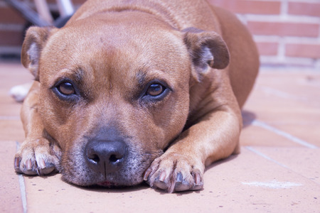 Portrait of dog lying on the floor staring at the camera.の写真素材