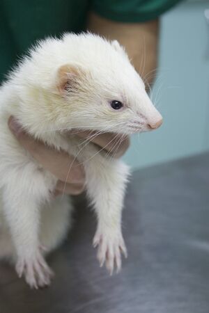 Profile portrait of a ferret. Vet gets into the body.の写真素材