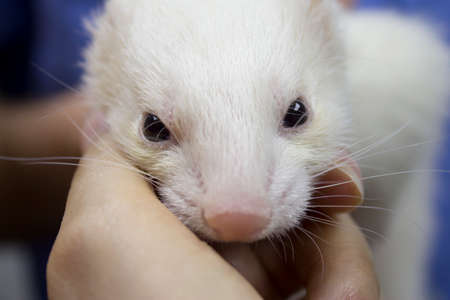 Close up of a ferret