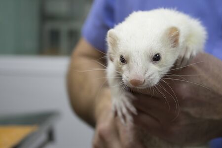 Veterinarian holding a ferretの写真素材