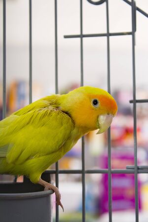 Yellow and green parrot in its cage. It has a wound on one of its wingsの写真素材