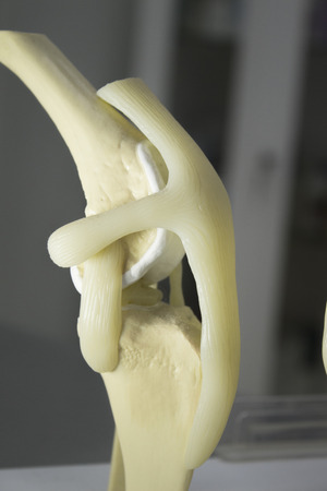 Standard Model of knee dog in good conditionの写真素材