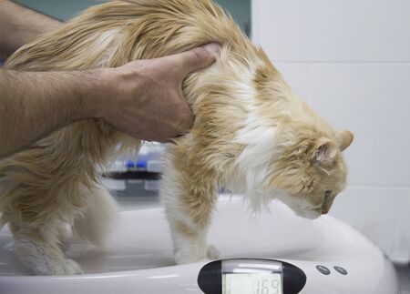 Cat climbed weight held by veterinarianの写真素材