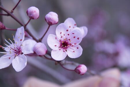 Almond tree in bloom. Close-up of its flower.
