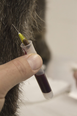 Veterinarian hand holding blood test tube in the paw of a dogの写真素材