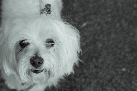 White small dog in playfulness. Portrait.の写真素材