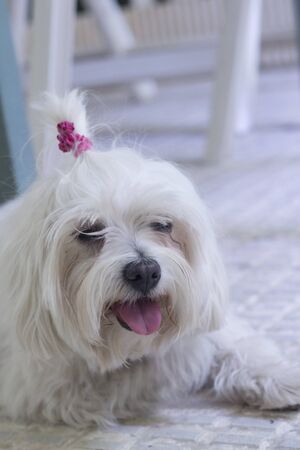 White small dog in playfulness. Portrait.の写真素材