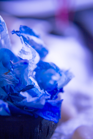 Blue dry leaves of orchid flower for therapeutic treatmentsの写真素材