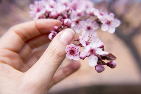 The cherry blossom in budding season