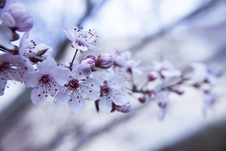 The cherry blossom in budding seasonの写真素材