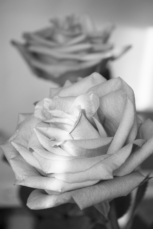 Pink lilac flower on dark background.の写真素材