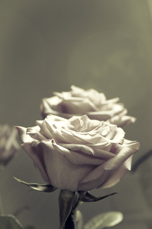 Pink lilac flower on dark background.の写真素材
