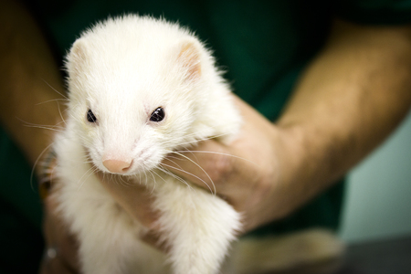 Profile portrait of a ferret. Vet gets into the body.の写真素材