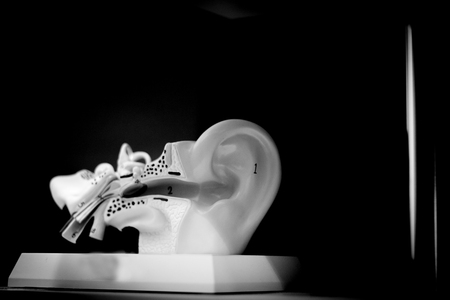 Anatomy of the human ear with the internal parts that form it. No people