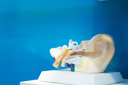 Anatomy of the human ear with the internal parts that form it. No peopleの写真素材