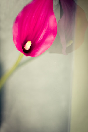Red flower on transparent background. Serenity and relax conceptの写真素材