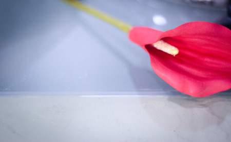 Red flower on transparent background. Serenity and relax conceptの写真素材