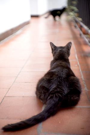 Black cat of 17 years with diabetes. No peopleの写真素材