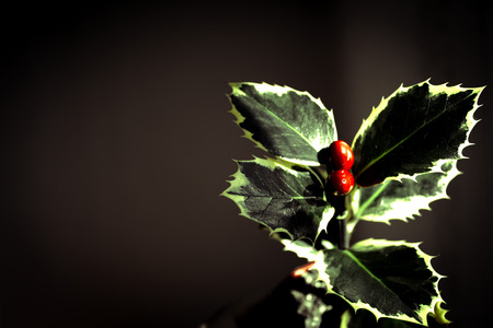 Typical Christmas plant. Holly on neutral backgroundの写真素材