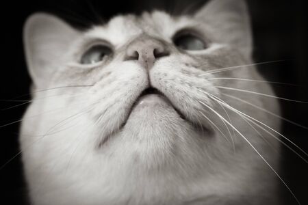 Light tan cat with blue eyes looking at camera