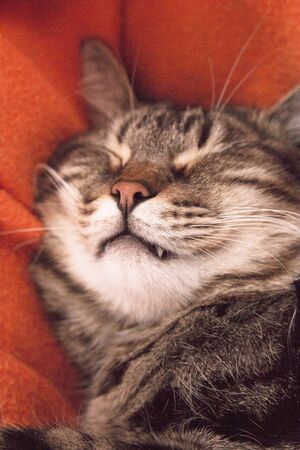 Fully asleep tabby cat. No peopleの写真素材